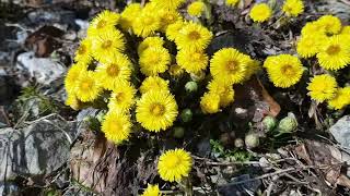 COLTSFOOT and BEES [upl. by Keyte]