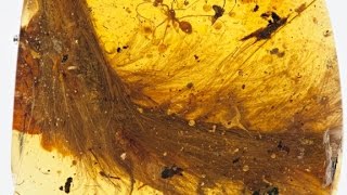 First preserved dinosaur tail found [upl. by Garvin829]