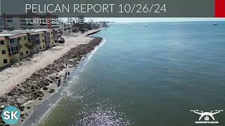 Siesta Key Beach Reopens  Hurricanes on Siesta Key  Real Siesta Key Pelican Report [upl. by Kushner]