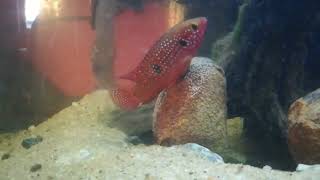 Jewel cichlid Breeding Laying eggs and male seeding [upl. by Assiluj]