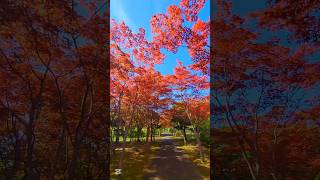 【札幌紅葉】圧巻の紅葉トンネル！平岡樹芸センター [upl. by Croteau899]