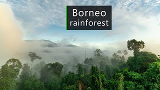 In the jungles of Borneo  Rainforest sounds [upl. by Aloysius]