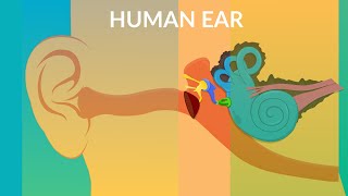 How your Ear Work  Human ear structure and function [upl. by Wickham]