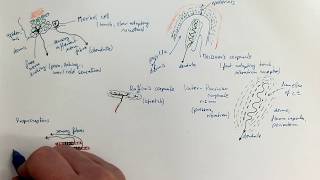 1104Sensory nerve endings [upl. by Brena88]