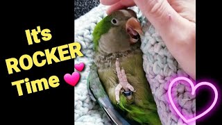 Rocker The 26 Year Old Quaker Parrot [upl. by Atiran]