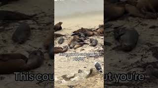 Are seals just big cats seals beach summer couple travel shorts foryou viralshorts [upl. by Adilem696]