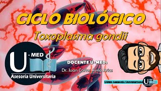 ✔Ciclo biológico de la TOXOPLASMOSIS 🐆🐱 [upl. by Dnama]