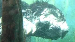 Alligator Snapping turtle at the Shedd Aquarium [upl. by Derek634]