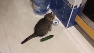 Funny cats scared of cucumbers  cat vs cucumber compilation [upl. by Nic137]