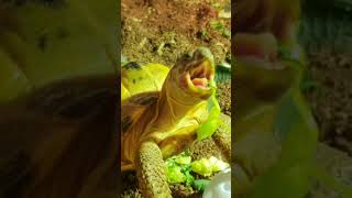 Trunky the Horsefield Tortoise eating his greens veronikakoleva2372 shorts short pets eating [upl. by Gabbert]