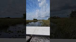 Best Airboat RideEverglades Safari Park [upl. by Esirehc]