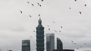 1131117 The great cormorants flying around Taipei 101 building [upl. by Reynolds390]