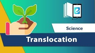 Translocation Chromosomal Translocation Xylem and Phloem  Biology Translocation Basics [upl. by Paddie]