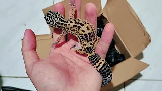 UNBOXING Leopard Gecko Black Night [upl. by Corrina716]