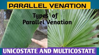 Parallel Venation and its typesUnicostate and Multicostateparallelvenationvenation [upl. by Yonah]