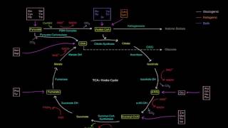 Amino Acid Oxidation Pathways Part 1 of 10  Intro [upl. by Htrahddis]