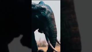 Elephant on River Video [upl. by Hillinck]