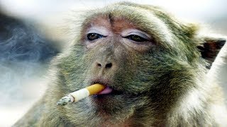 Funny Monkeys Videos  Funniest Monkey Will Make You Laugh Hard Compilation [upl. by Cahan271]