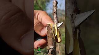 grafting techniques of fruit plants apricot viralshorts [upl. by Aisa]