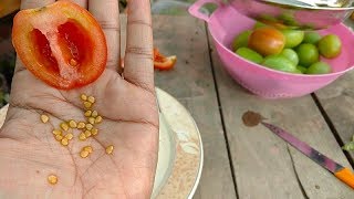 How to Collect Seeds From Kitchen Tomato [upl. by Wira]