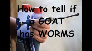 Goat Care Pt 10 Dealing with Parasites How to tell if a goat has worms [upl. by Bovill]