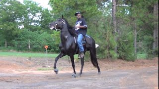 Best Looking Stud Contest Gaited Horse at Domino Texas Trail Ride [upl. by Ahseuqal728]