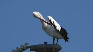 Australian Pelican 15 [upl. by Algie961]