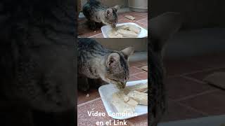 Gatos comiendo tamal de picadillo ASMR [upl. by Enajharas]