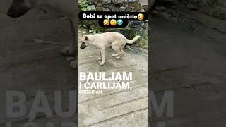 ❤️😂😂😂❤️ srbija srbijacomedy crnagora balkan animals kuce zivotinje životinje smesno smeh [upl. by Cassius70]