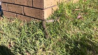 First Common Death Adder Acanthophis antarcticus of the 2024 season [upl. by Ynohtnaluap]