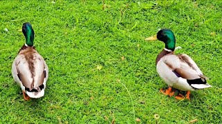 Duck Sound  Duck Quack Sound Effect  Duck Sound Effect  Wild Duck Sound [upl. by Darej]