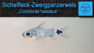 Sichelfleckpanzerwels  Corydoras hastatus  Haltung im Aquarium  Kleine Welse  Zwergpanzerwelse [upl. by Doreen]