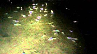 Grunion Spawning [upl. by Possing]