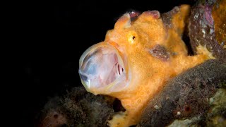 WATCH This frogfish can walk  Oceana [upl. by Ralat]