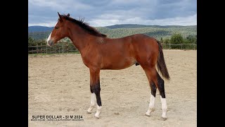 SUPER DOLLAR MILLION DOLLAR x CORNET OBOLENSKY  2024 colt [upl. by Novehs437]