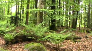 Forêt et chants doiseaux 3 [upl. by Eisak961]