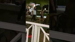 More Nightlife Montego Bay Jamaica 🇯🇲 [upl. by Anielram]