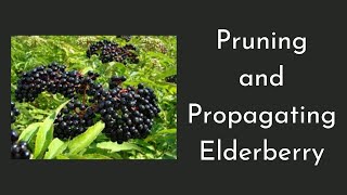 How to Prune and Propagate Elderberry [upl. by Anawit]