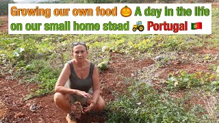 Growing our own food🎃a day in the life on our small home stead 🚜 Portugal 🇵🇹 [upl. by Ydoc]