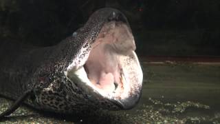 Lungfish Protopterus aethiopicus yawn [upl. by Retsehc]