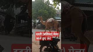 Dadri Ballia mela।। mella96 dadrimela camel shortvideos [upl. by Nohsram]