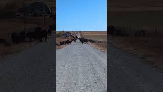 Traffic jam in cow country cow cattlerearing cattlerancher [upl. by Pruter978]