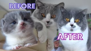 British Shorthair Bicolor ILYA LOUIS  Before and after [upl. by Nylarad]