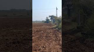 Wild deers group is being chased by dog ytshortsvideo shortsviral wildlife [upl. by Malita416]