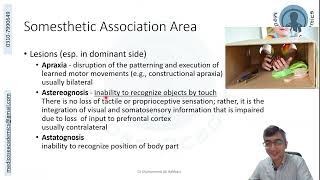 Parietal Lobe Functional Areas [upl. by Aznola559]