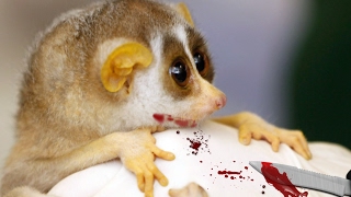 Toxic Bite Of Slow Loris  Poisonous Animals As Pets [upl. by Aleta]