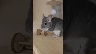 Curious Chinchilla vs Wooden Toy [upl. by Roderigo]