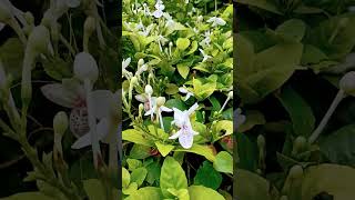 Pseuderanthemum Andersoni stock shortsshort youtubeshortsflowers shortvideosnature viralshort [upl. by Bonnes]