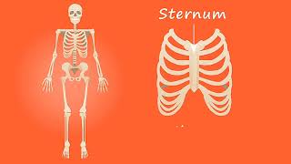 HUMAN SKELETON PARTS [upl. by Neeruam715]