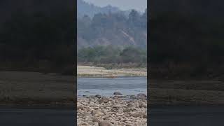 Corbett dhikala zone tigress Ram Ganga River crossing beautiful sighting [upl. by Venator]